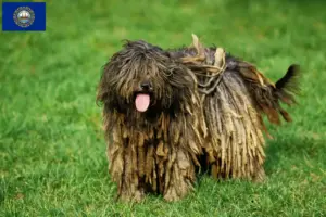 Read more about the article Bergamasco Shepherd Dog Breeder and Puppies in New Hampshire