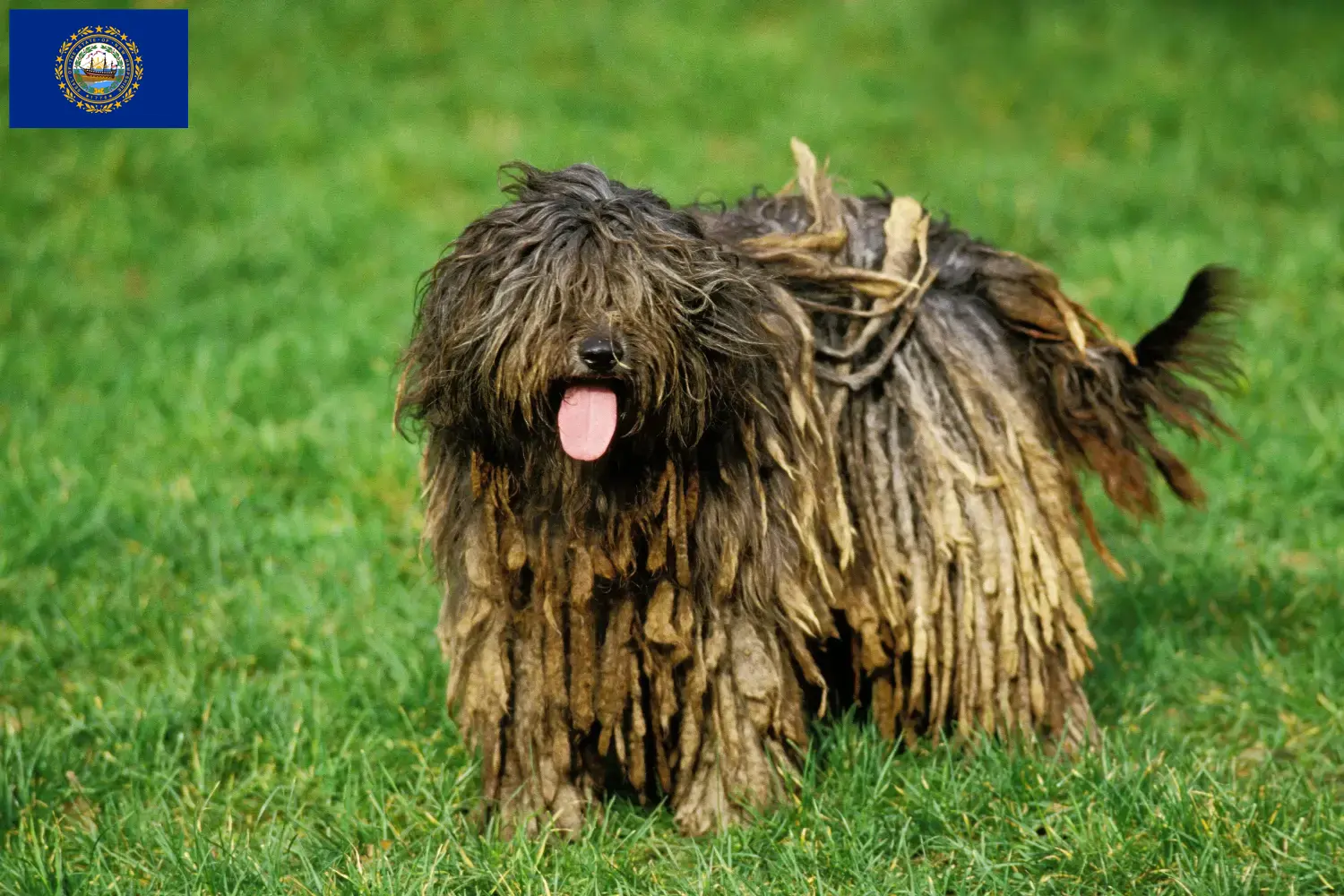 Read more about the article Bergamasco Shepherd Dog Breeder and Puppies in New Hampshire