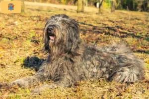 Read more about the article Bergamasco Shepherd Dog Breeder and Puppies in New Jersey