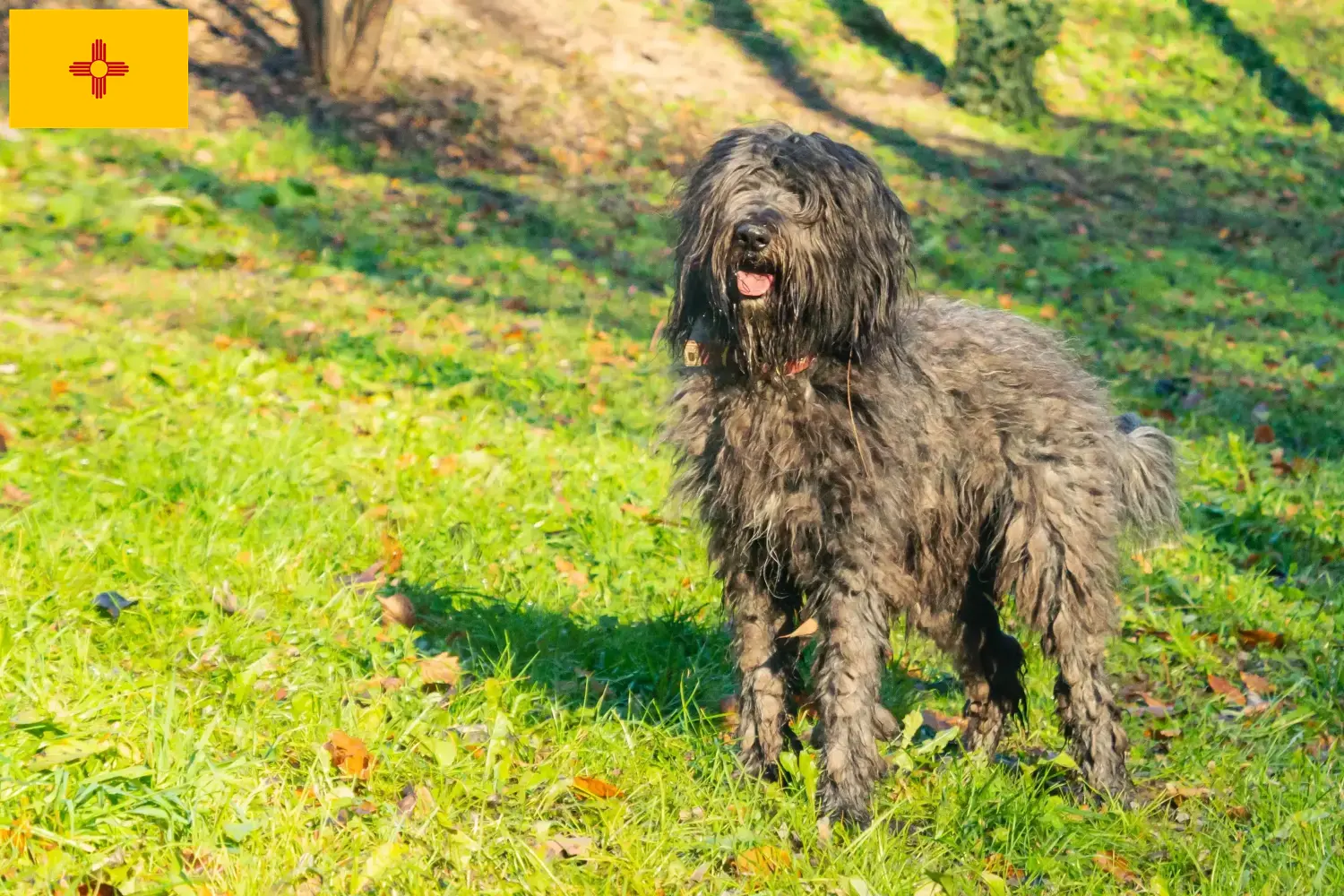 Read more about the article Bergamasco Shepherd Dog Breeder and Puppies in New Mexico