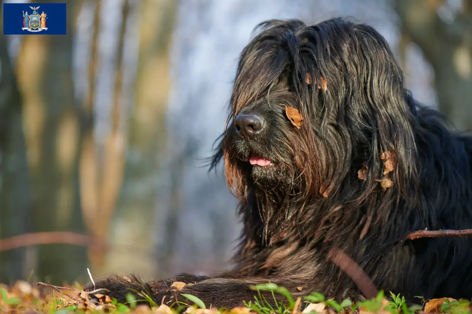 Read more about the article Bergamasco Shepherd Dog Breeder and Puppies in New York