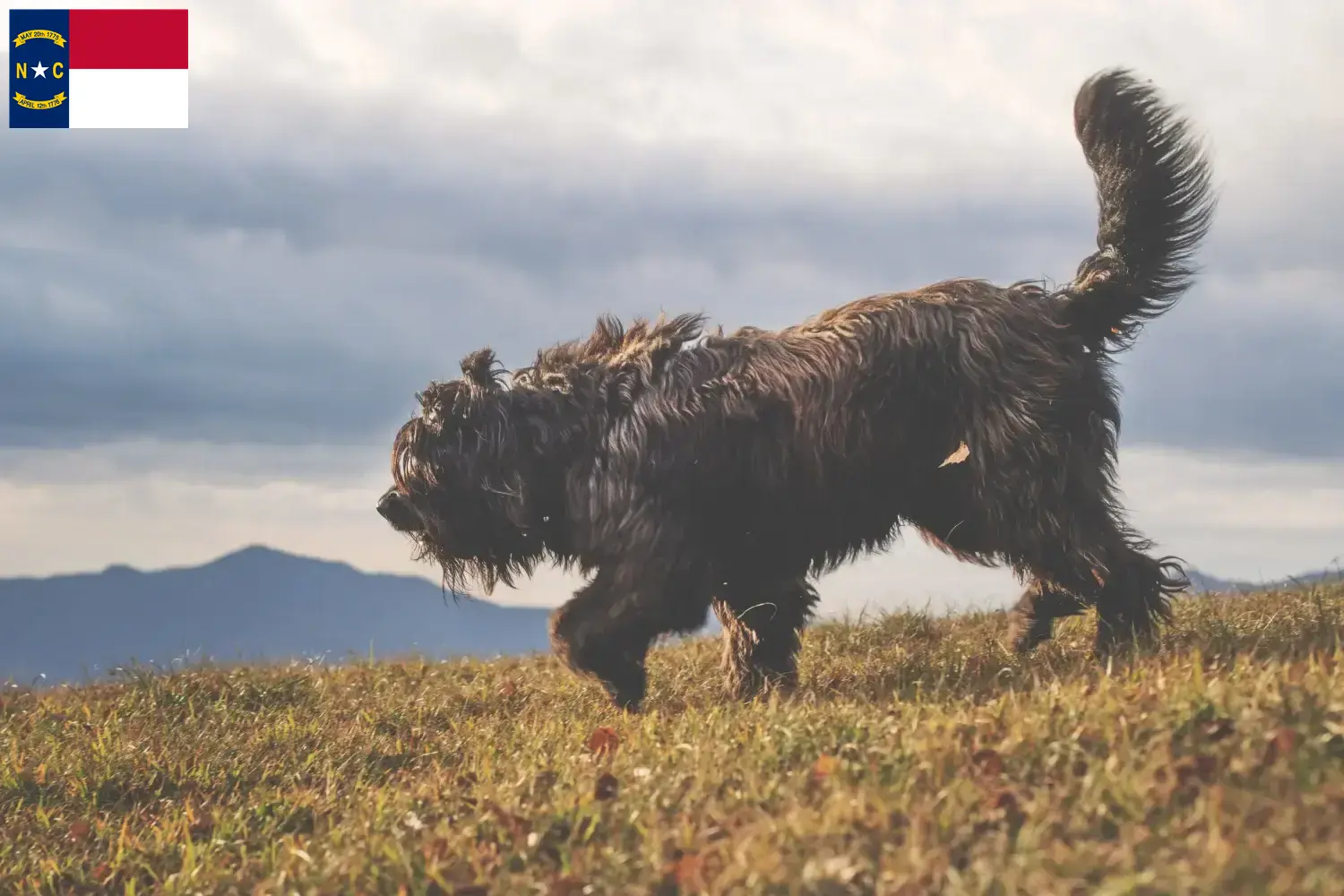 Read more about the article Bergamasco Shepherd Dog Breeders and Puppies in North Carolina