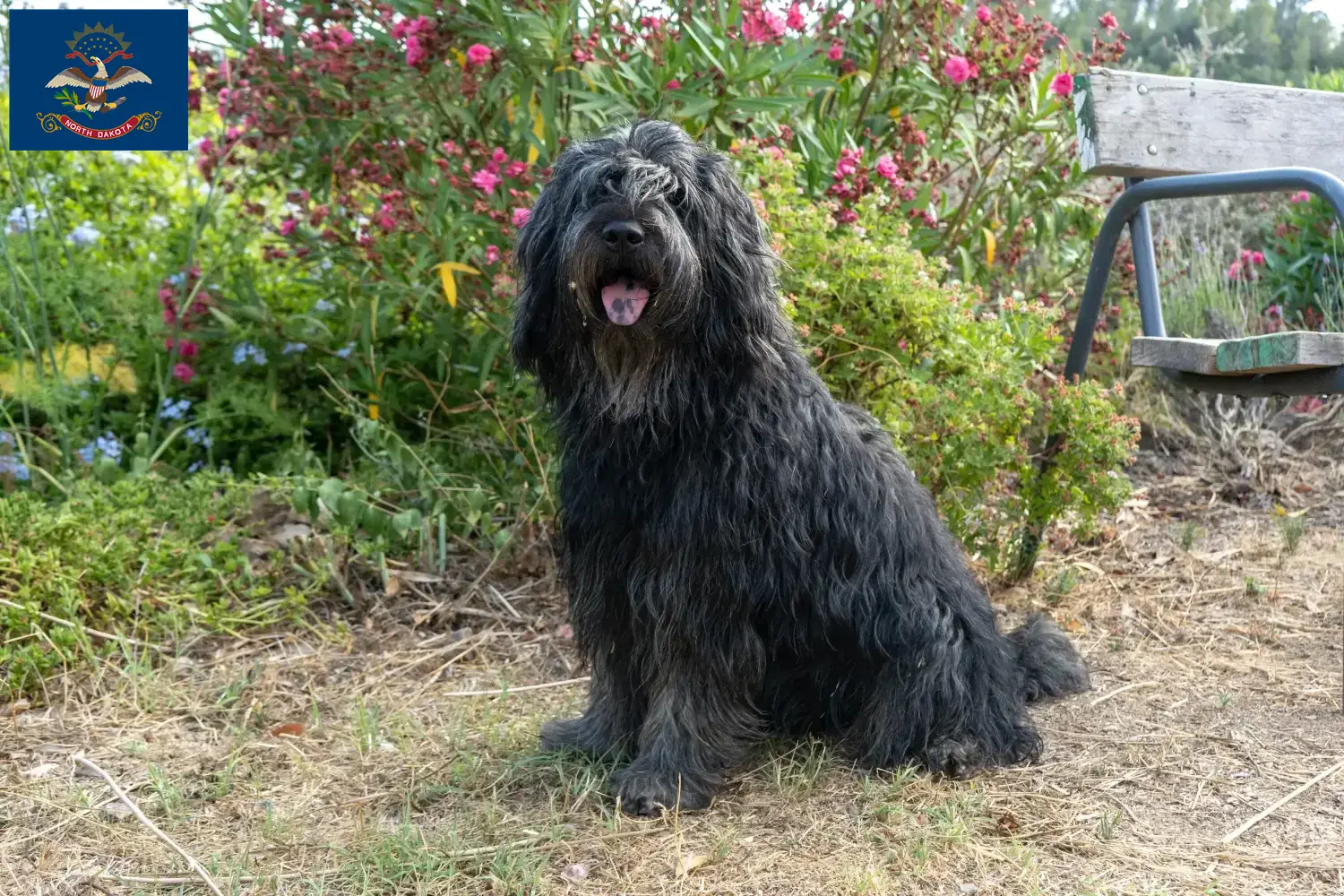 Read more about the article Bergamasco Shepherd Dog Breeders and Puppies in North Dakota