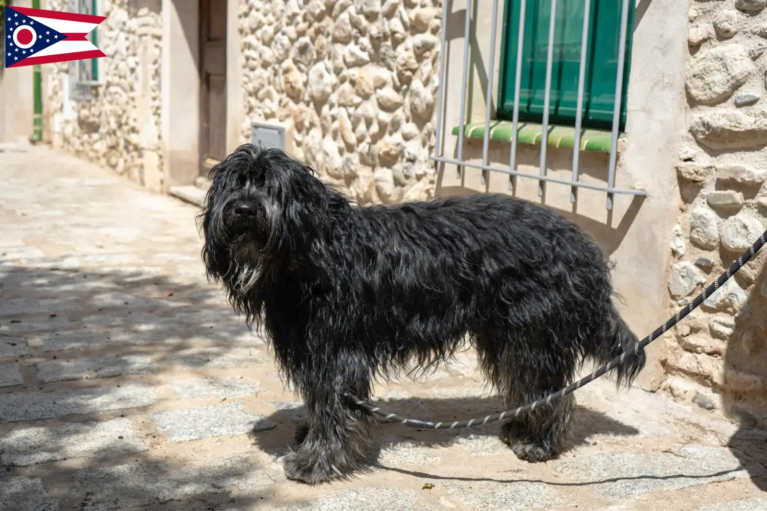 Read more about the article Bergamasco Shepherd Dog Breeder and Puppies in Ohio