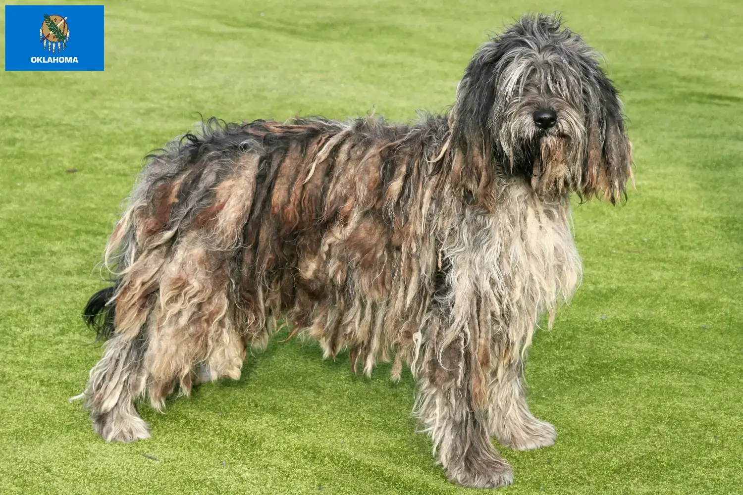 Read more about the article Bergamasco Shepherd Dog Breeders and Puppies in Oklahoma