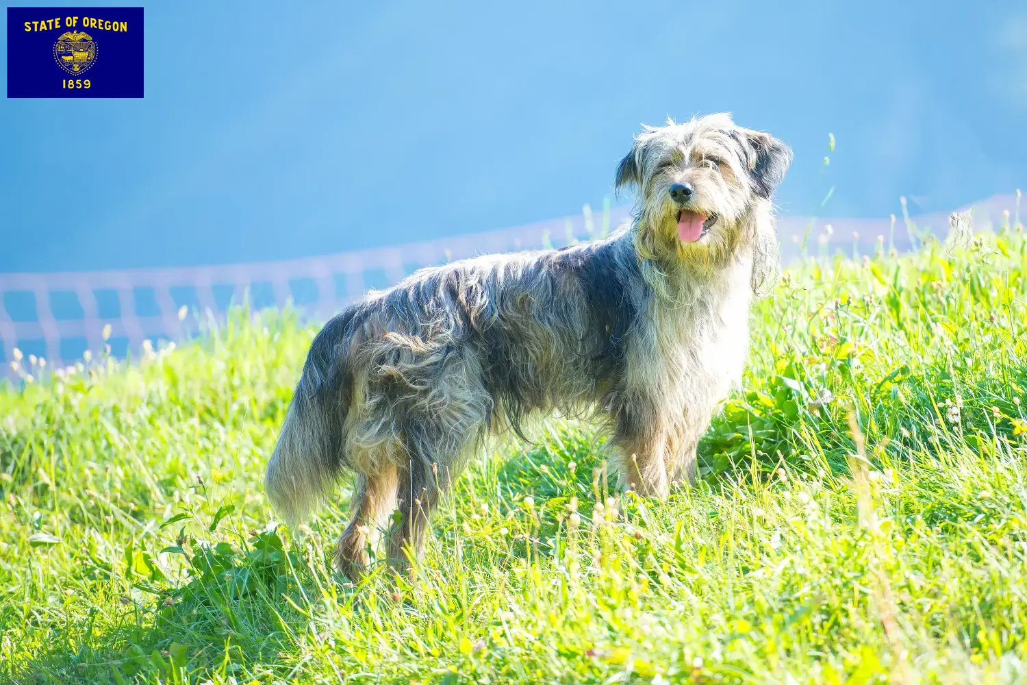 Read more about the article Bergamasco Shepherd Dog Breeders and Puppies in Oregon