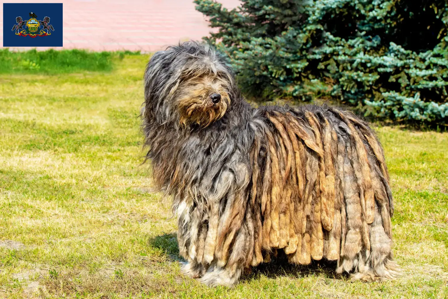 Read more about the article Bergamasco Shepherd Dog Breeders and Puppies in Pennsylvania