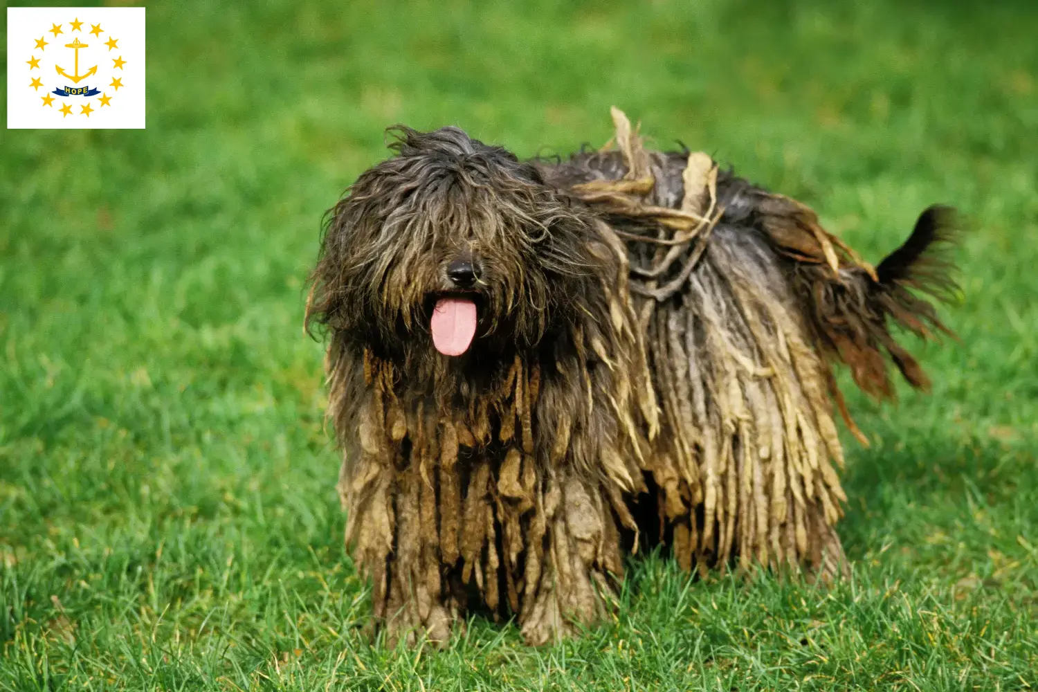 Read more about the article Bergamasco Shepherd Dog Breeders and Puppies in Rhode Island