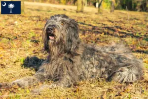 Read more about the article Bergamasco Shepherd Dog Breeders and Puppies in South Carolina