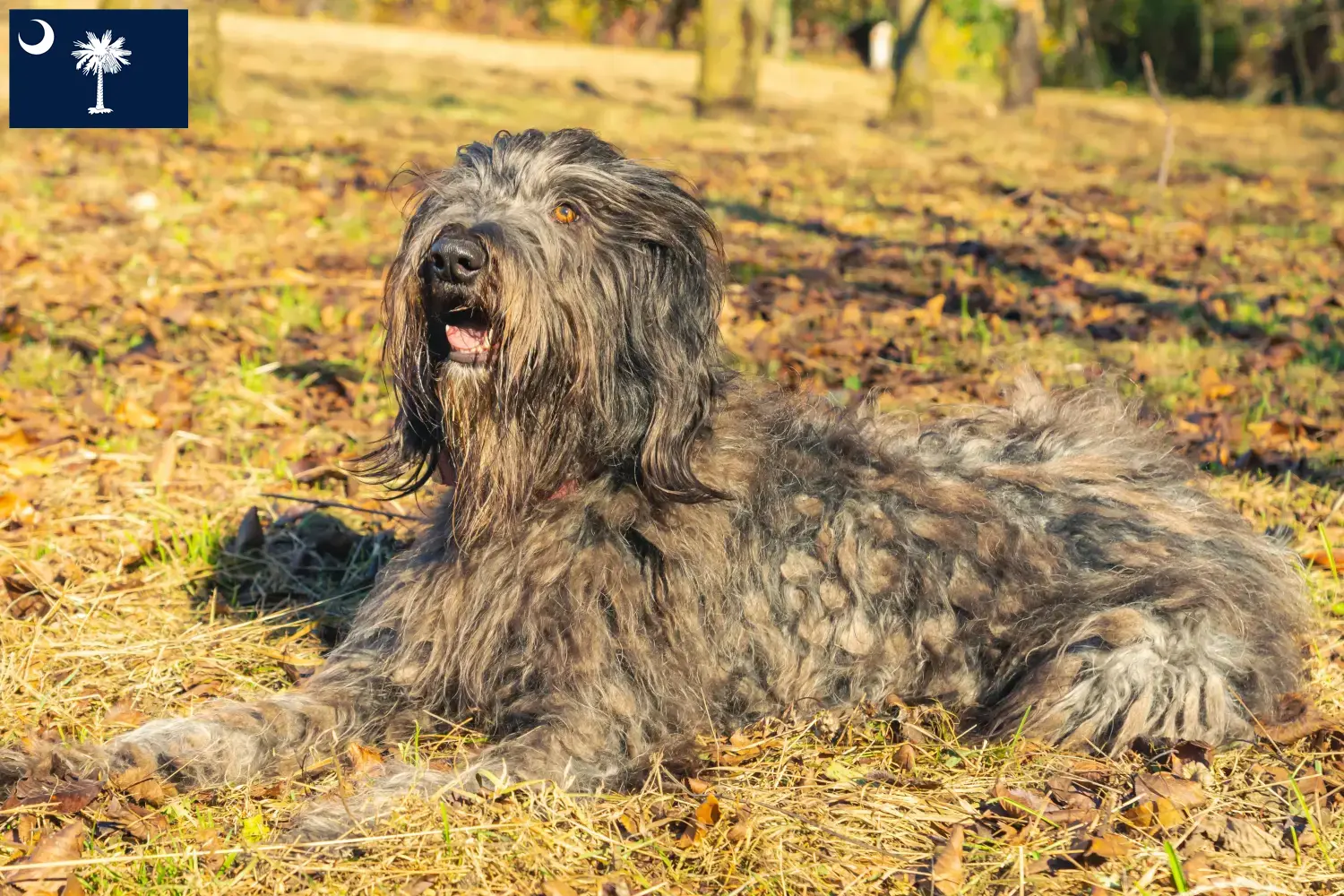 Read more about the article Bergamasco Shepherd Dog Breeders and Puppies in South Carolina