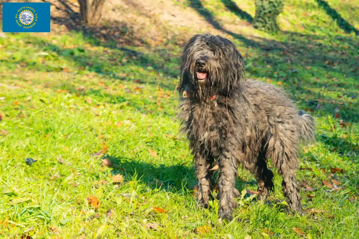 Read more about the article Bergamasco Shepherd Dog Breeders and Puppies in South Dakota