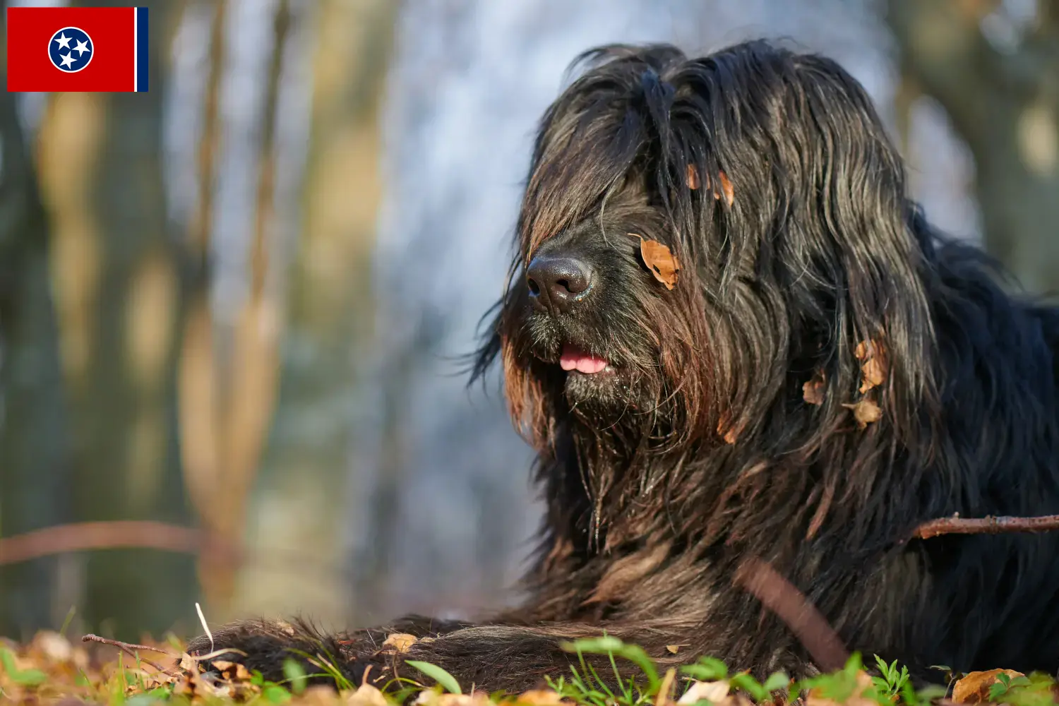 Read more about the article Bergamasco Shepherd Dog Breeder and Puppies in Tennessee