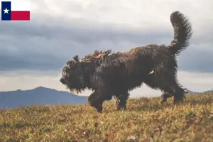 Read more about the article Bergamasco Shepherd Dog Breeder and Puppies in Texas