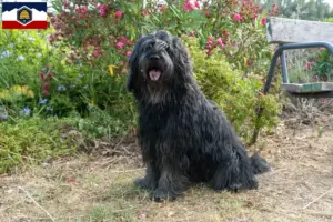 Read more about the article Bergamasco Shepherd Dog Breeders and Puppies in Utah