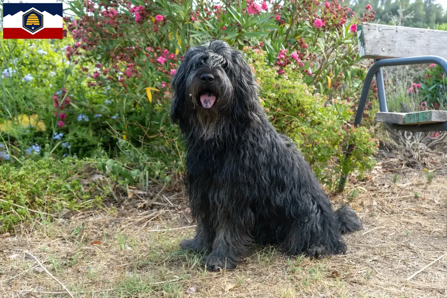Bergamasco Shepherd Dog Puppies and Breeder Utah Find Bergamasco Shepherd Dog breeders in Utah.