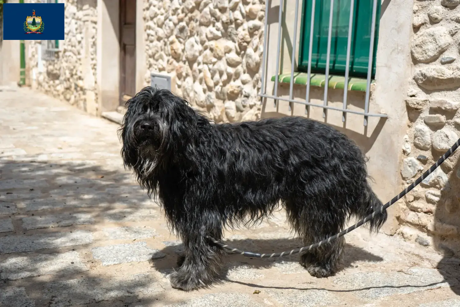 Read more about the article Bergamasco Shepherd Dog Breeders and Puppies in Vermont