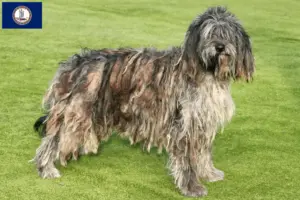 Read more about the article Bergamasco Shepherd Dog Breeder and Puppies in Virginia