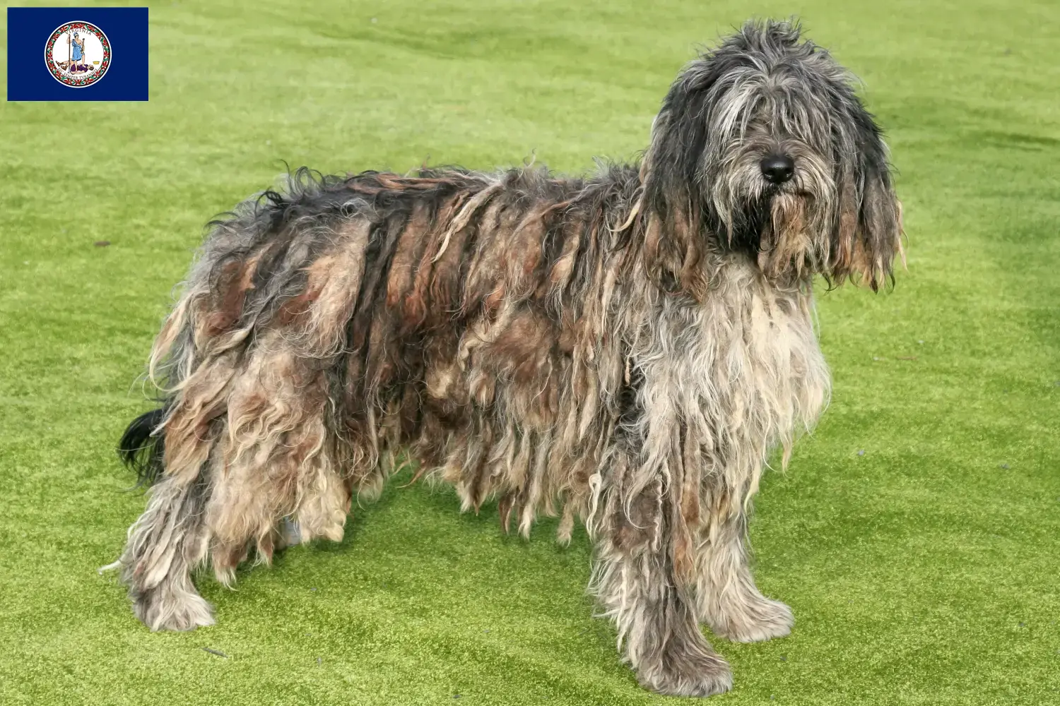 Read more about the article Bergamasco Shepherd Dog Breeder and Puppies in Virginia