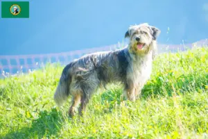 Read more about the article Bergamasco Shepherd Dog Breeder and Puppies in Washington
