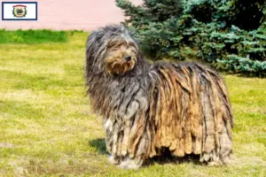 Read more about the article Bergamasco Shepherd Dog Breeders and Puppies in West Virginia
