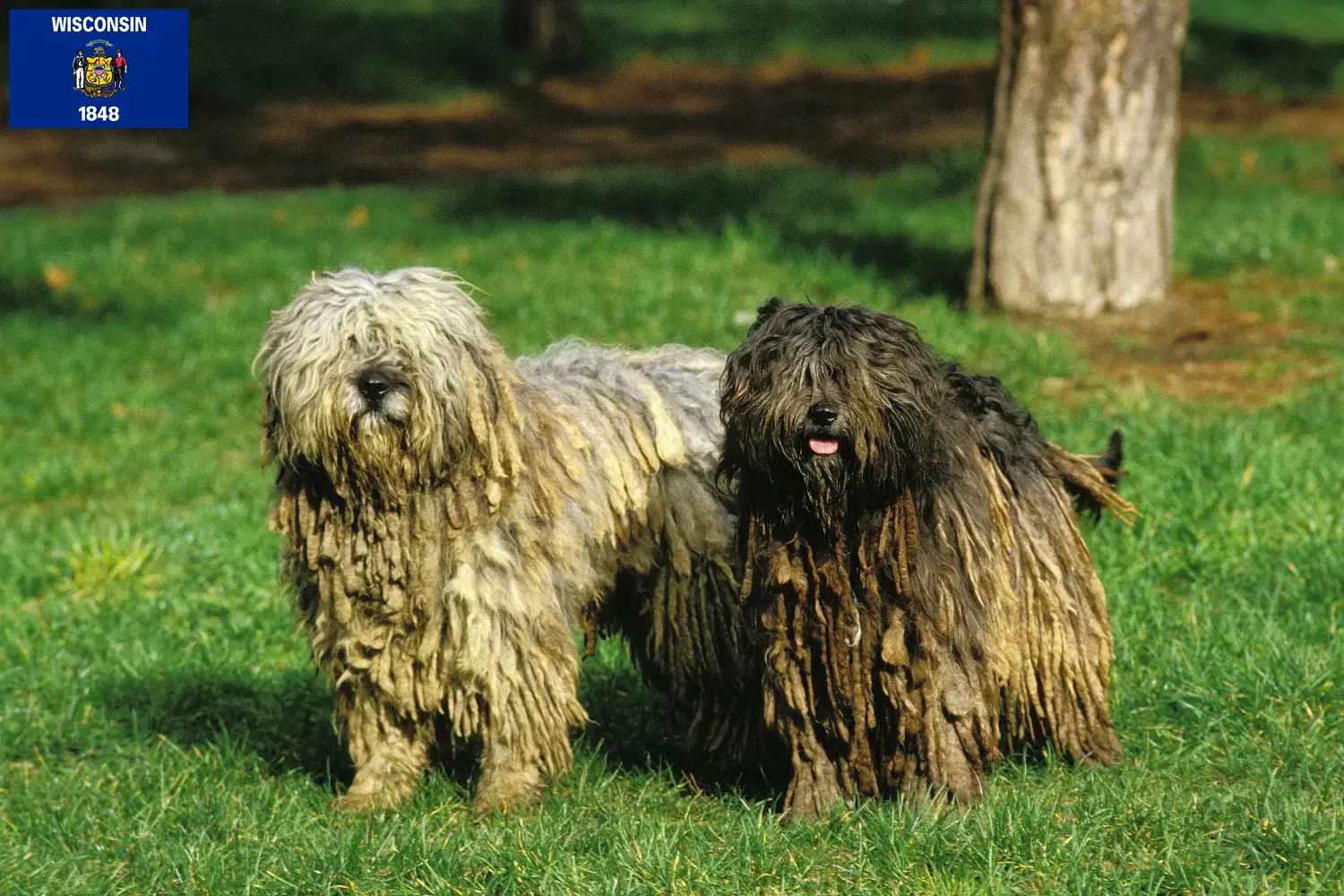 Read more about the article Bergamasco Shepherd Dog Breeders and Puppies in Wisconsin