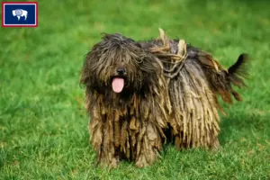 Read more about the article Bergamasco Shepherd Dog Breeders and Puppies in Wyoming