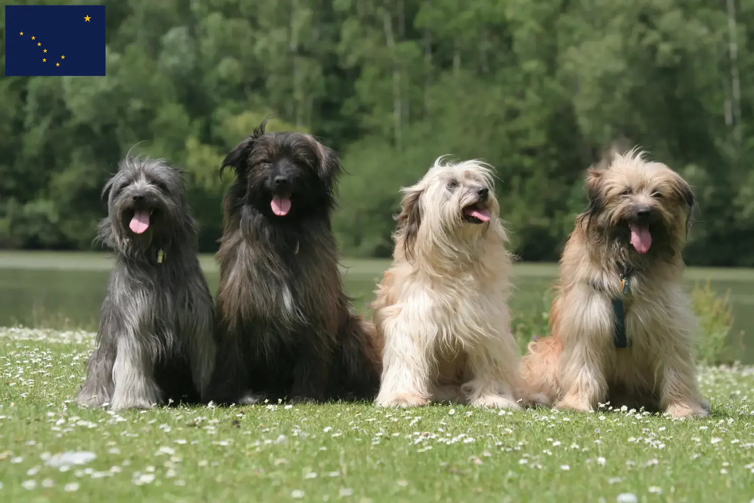 Berger des Pyrenees puppies and breeders Alaska Here you can find Berger des Pyrenees breeders in Alaska.