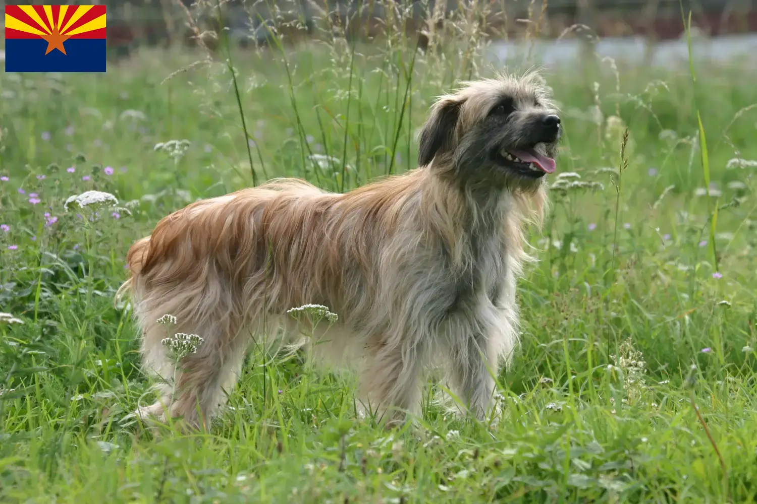 Berger des Pyrenees puppies and breeder Arizona Here you can find Berger des Pyrenees breeders in Arizona.