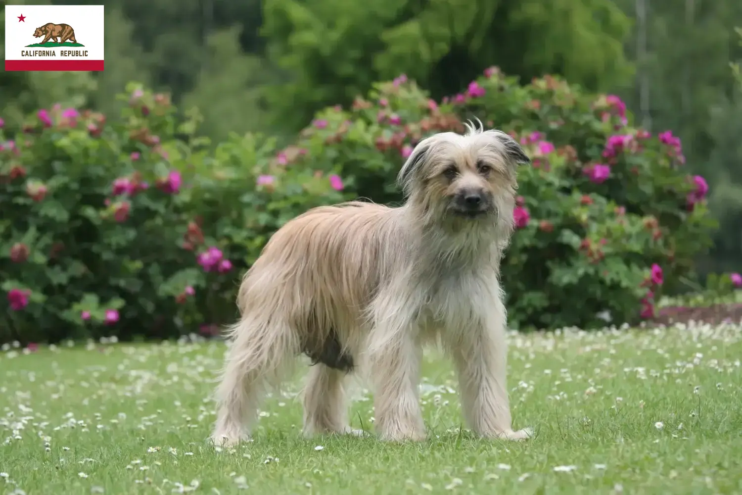 Read more about the article Berger des Pyrenees breeders and puppies in California