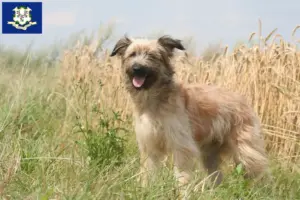 Read more about the article Berger des Pyrenees breeders and puppies in Connecticut
