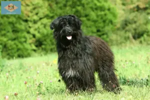 Read more about the article Berger des Pyrenees breeders and puppies in Delaware