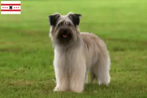 Read more about the article Berger des Pyrenees breeders and puppies in Drenthe