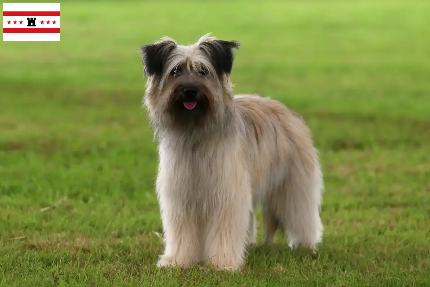 Berger des Pyrenees puppies and breeders Drenthe Here you can find Berger des Pyrenees breeders in Drenthe.