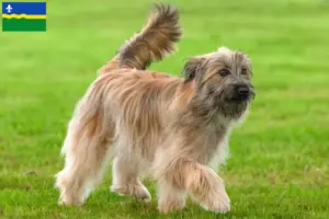 Read more about the article Berger des Pyrenees breeders and puppies in Flevoland