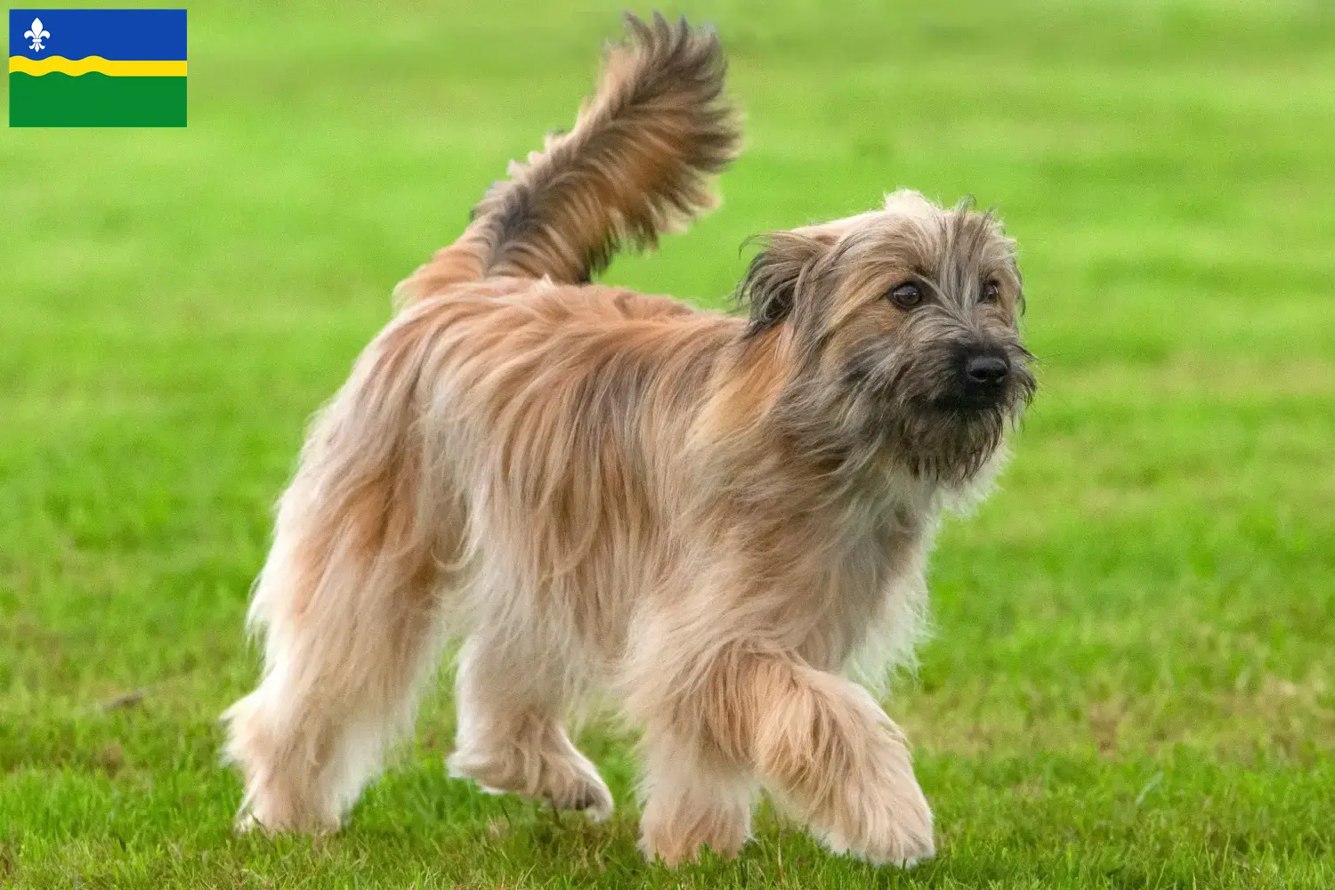 Berger des Pyrenees puppies and breeders Flevoland Here you can find Berger des Pyrenees breeders in Flevoland.