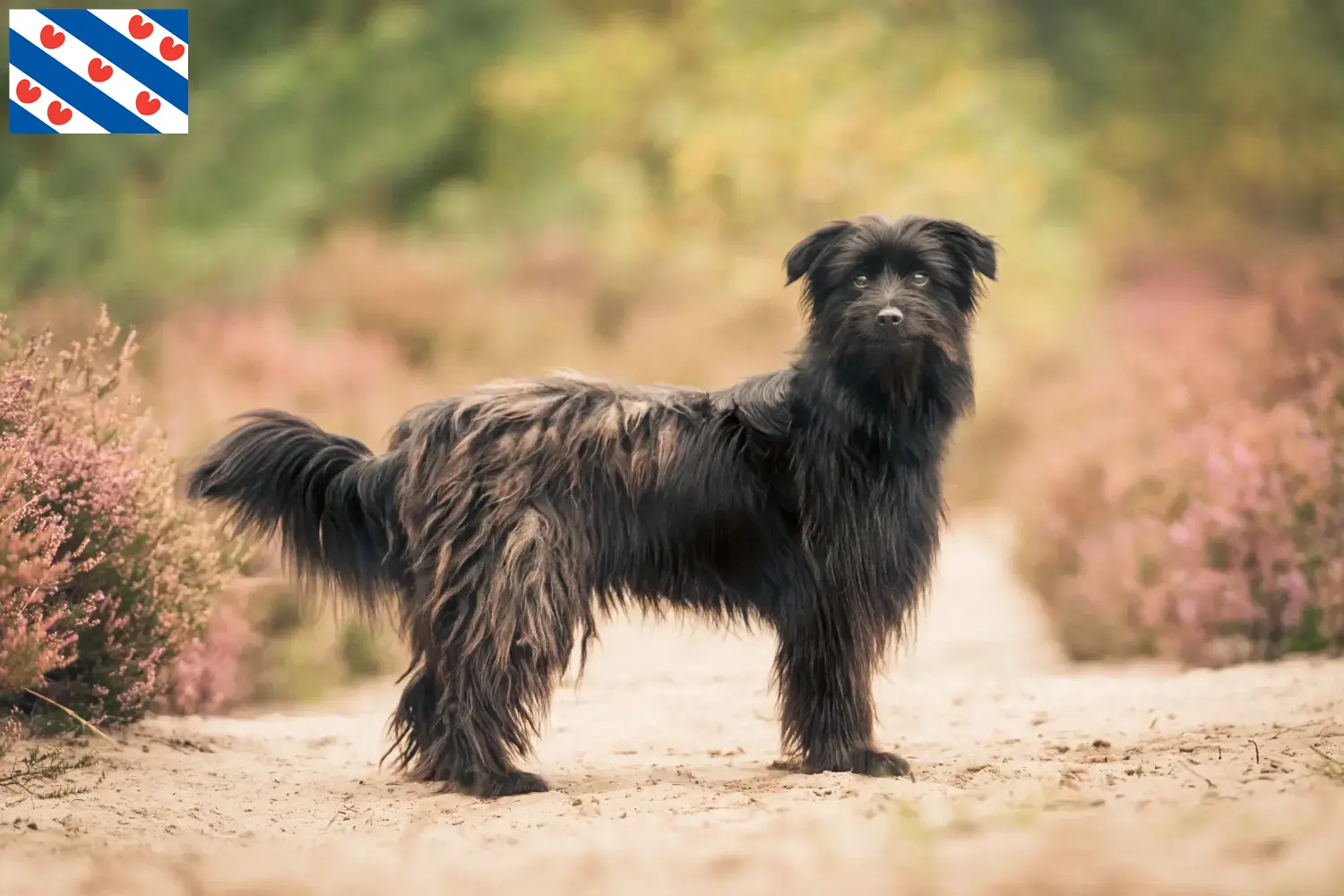 Berger des Pyrenees puppies and breeders Friesland Here you can find Berger des Pyrenees breeders in Friesland.