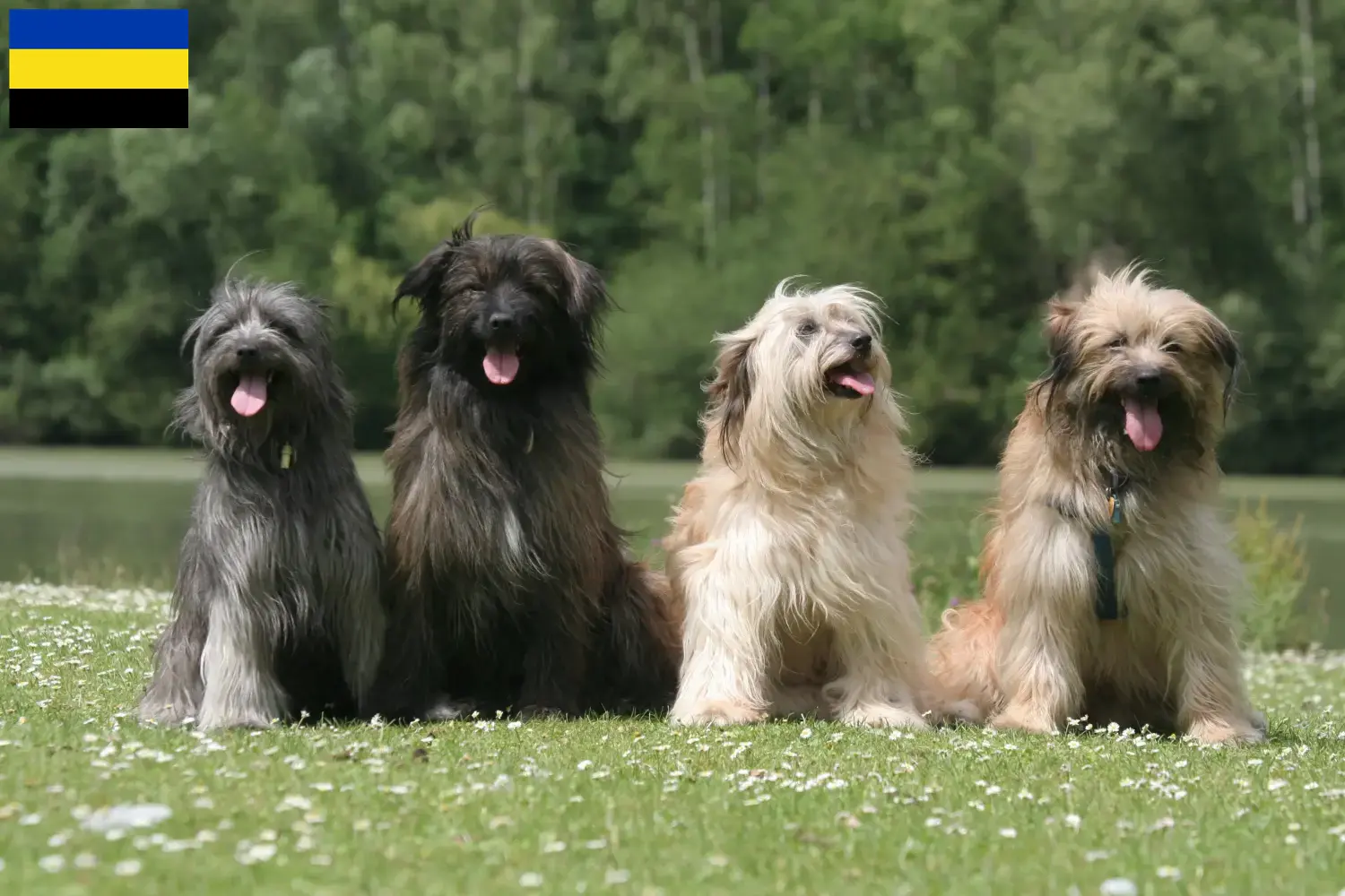 Berger des Pyrenees puppies and breeders Gelderland Here you will find Berger des Pyrenees breeders in Gelderland.