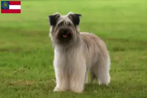 Read more about the article Berger des Pyrenees breeders and puppies in Georgia
