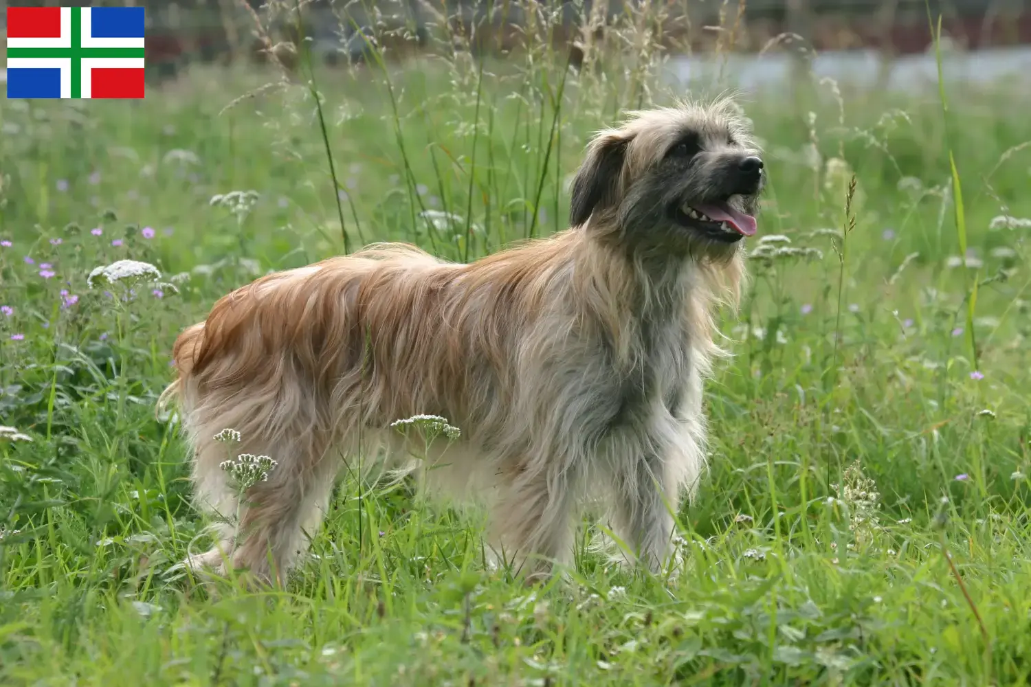 Berger des Pyrenees puppies and breeders Groningen Here you can find Berger des Pyrenees breeders in Groningen.