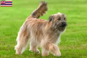 Read more about the article Berger des Pyrenees breeders and puppies in Hawaii