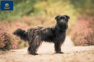 Read more about the article Berger des Pyrenees breeders and puppies in Idaho