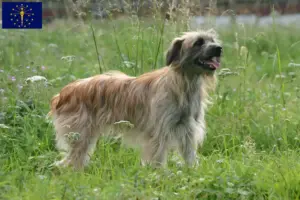 Read more about the article Berger des Pyrenees breeders and puppies in Indiana