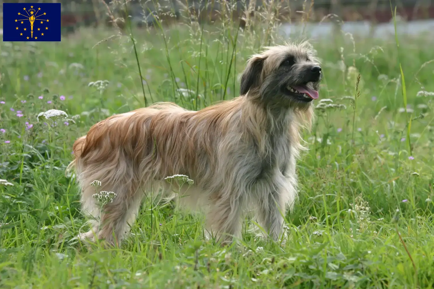 Berger des Pyrenees puppies and breeders Indiana Here you can find Berger des Pyrenees breeders in Indiana.