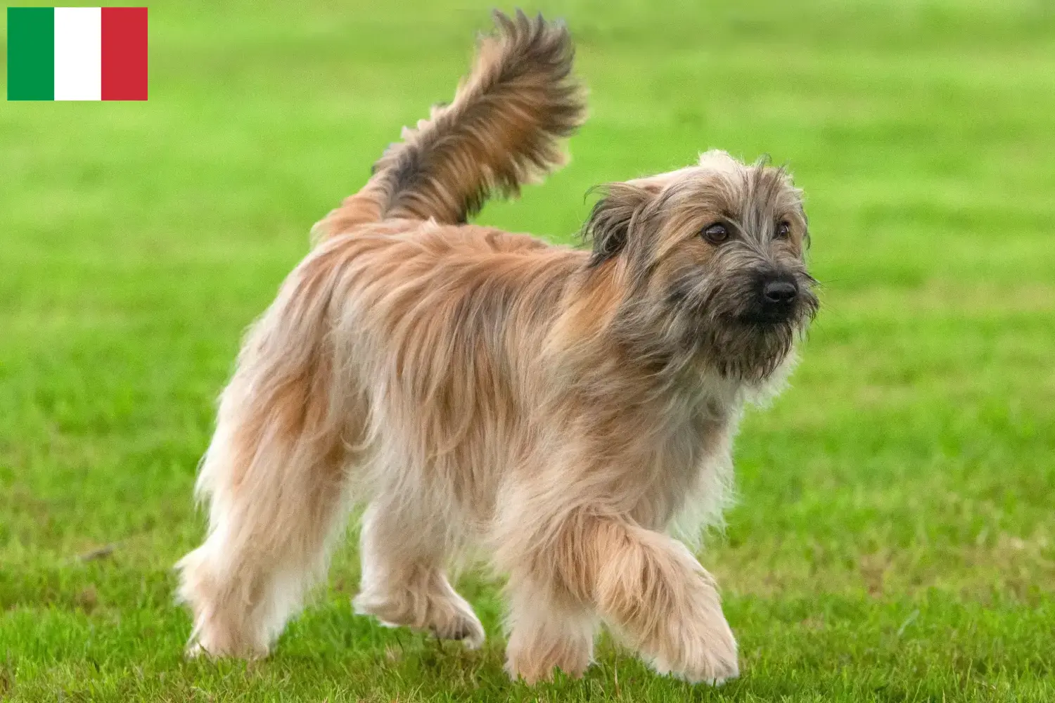 Berger des Pyrenees puppies and breeders Italy Here you can find Berger des Pyrenees breeders in Italy.
