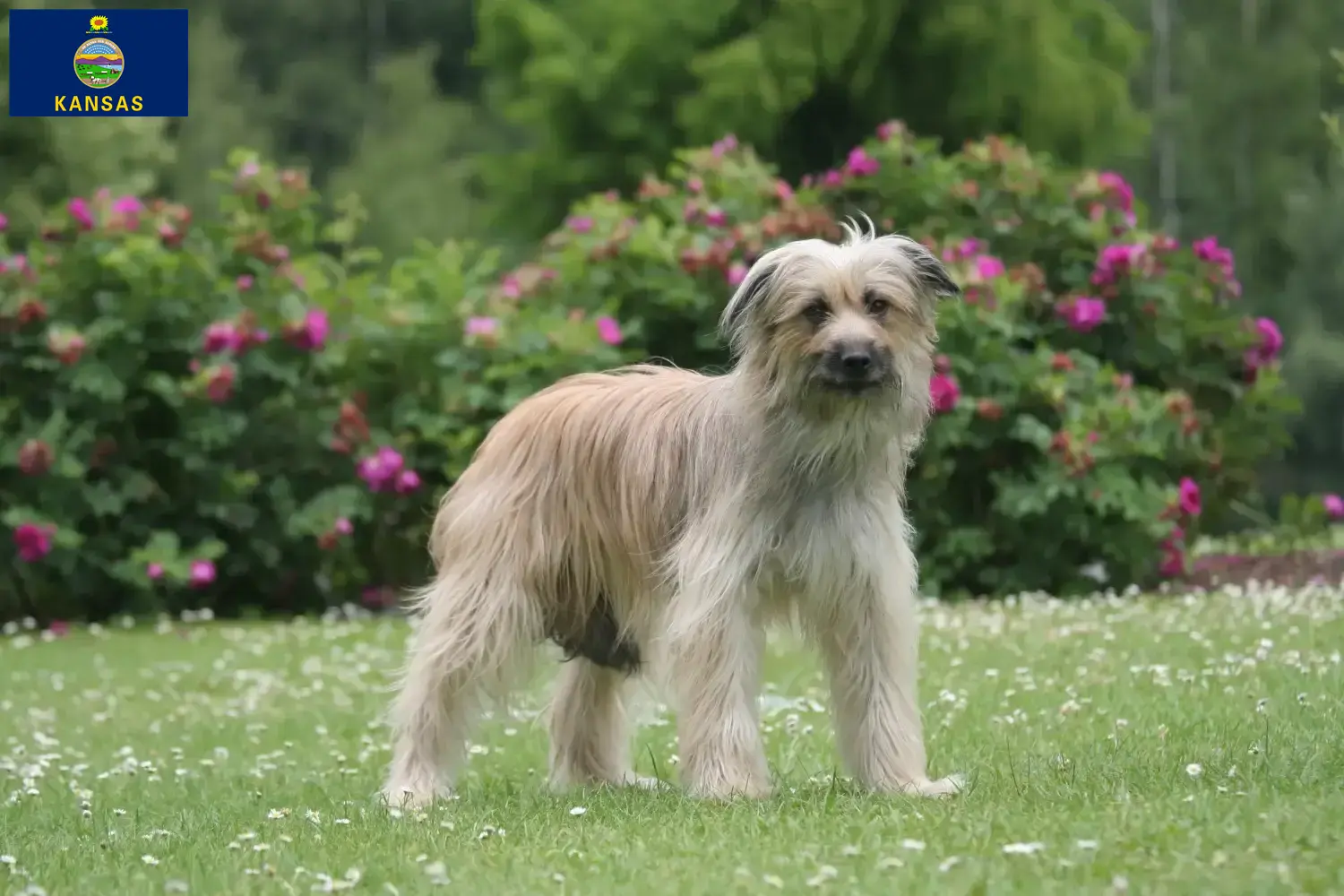 Read more about the article Berger des Pyrenees breeders and puppies in Kansas