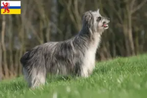 Read more about the article Berger des Pyrenees breeders and puppies in Limburg