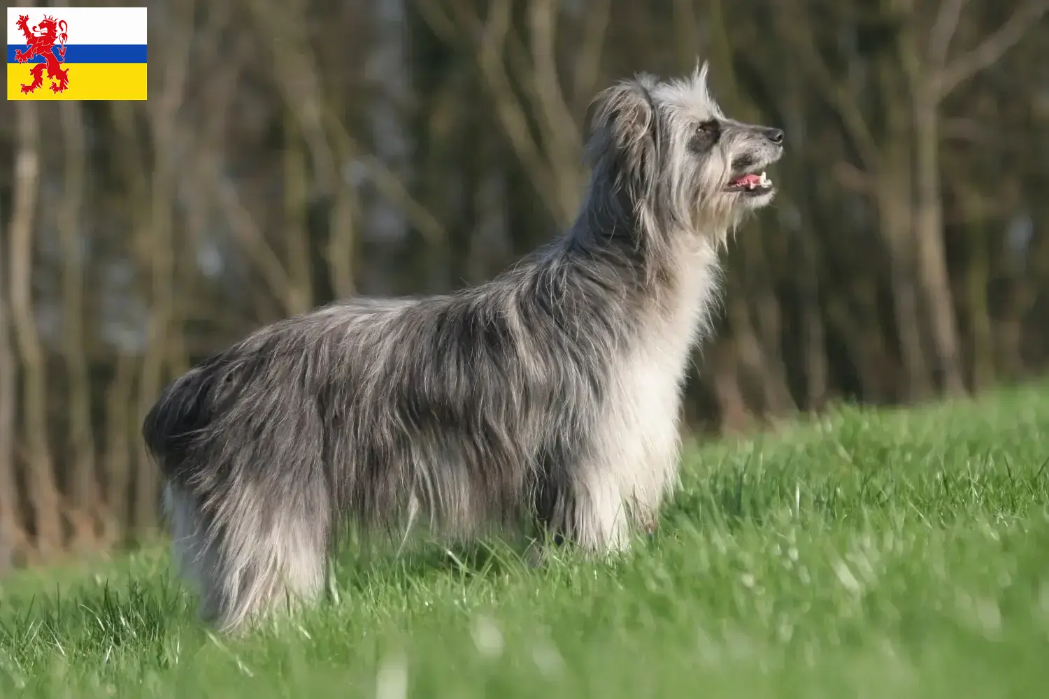 Berger des Pyrenees puppies and breeders Limburg Here you can find Berger des Pyrenees breeders in Limburg.