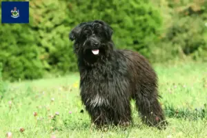 Read more about the article Berger des Pyrenees breeders and puppies in Maine