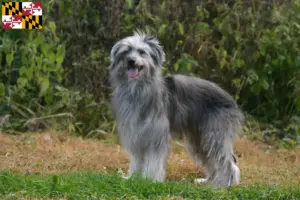 Read more about the article Berger des Pyrenees breeders and puppies in Maryland