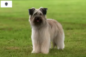 Read more about the article Berger des Pyrenees breeders and puppies in Massachusetts